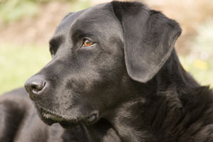 Cameron & Greig - Jude a Labrador